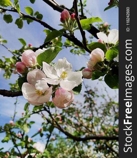 Blossom, Branch, Spring, Flower