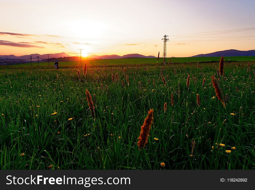 Field, Ecosystem, Grassland, Prairie