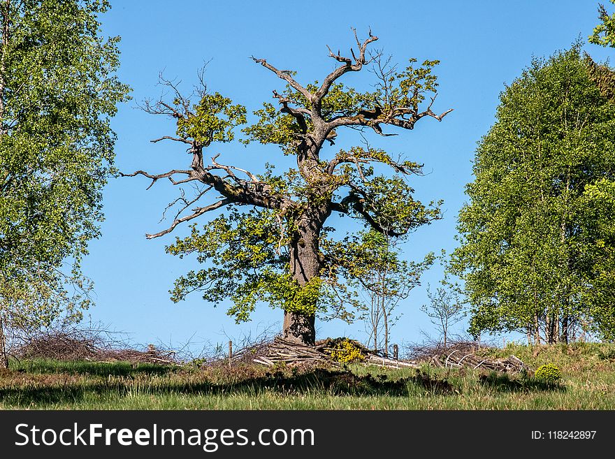 Tree, Woody Plant, Vegetation, Branch