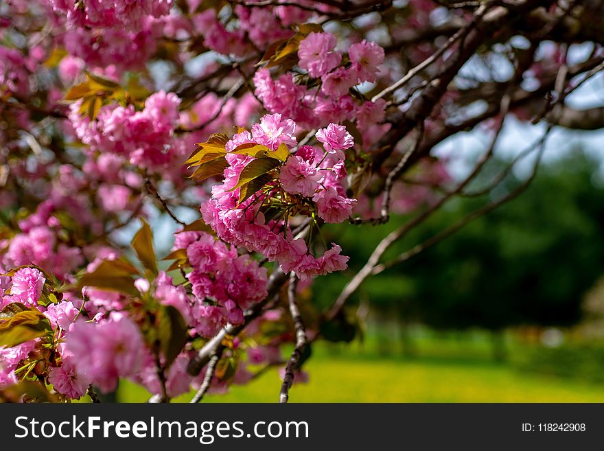 Pink, Blossom, Spring, Plant