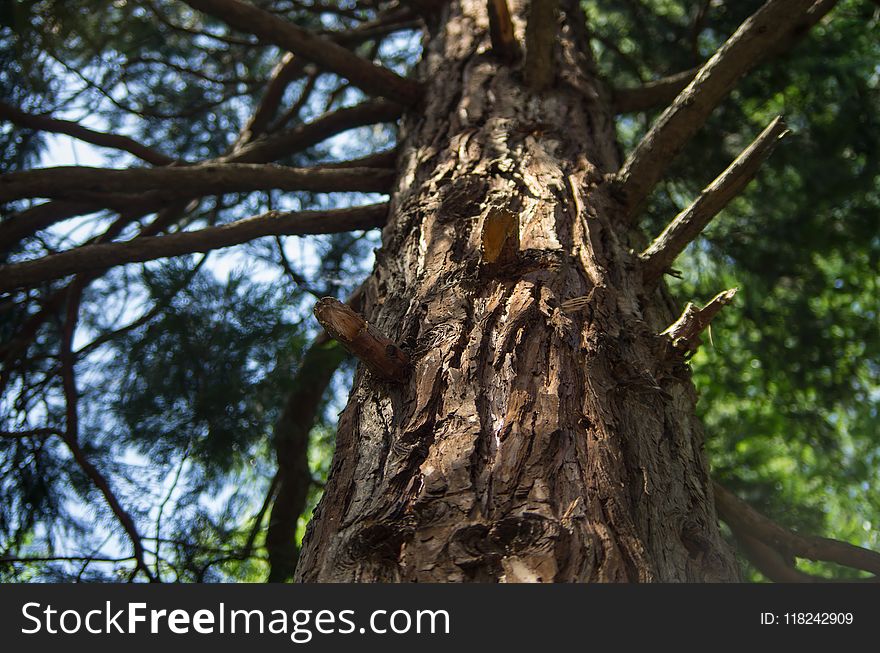 Tree, Trunk, Branch, Old Growth Forest