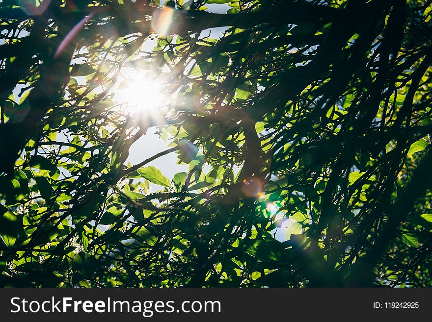 Leaf, Nature, Green, Vegetation