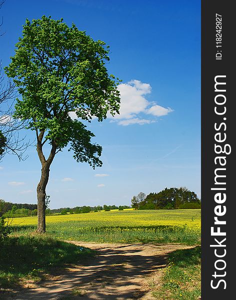 Sky, Grassland, Tree, Field