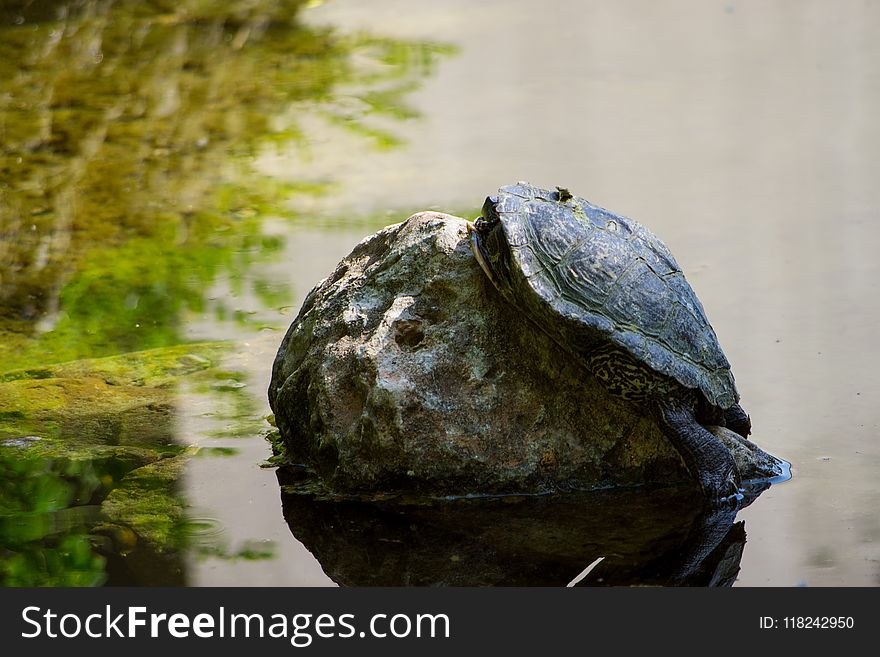 Water, Turtle, Common Snapping Turtle, Emydidae