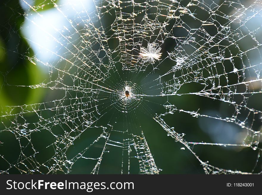 Spider Web, Water, Moisture, Biome