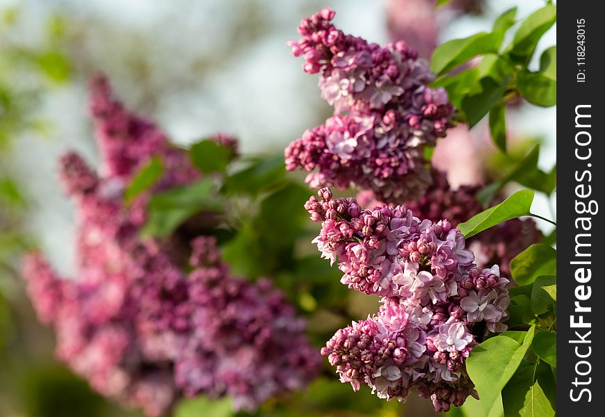 Lilac, Purple, Flower, Plant