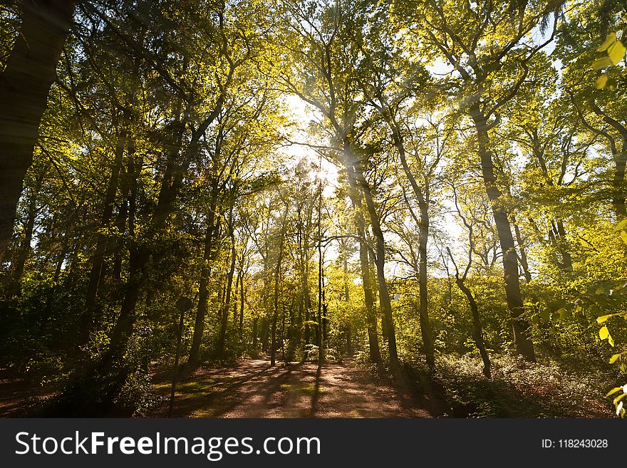 Woodland, Nature, Forest, Ecosystem