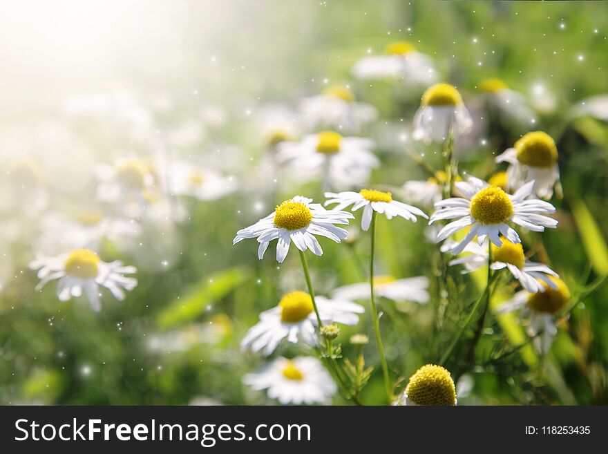 A field of Chamomile in a sunny summer day. A field of Chamomile in a sunny summer day.