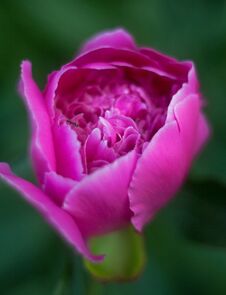 Peony Flower With Blurred Background Stock Photos