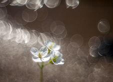 Free White Flowers On A Blurred Background With Fantastic Beaming Bokeh Stock Images - 118261314