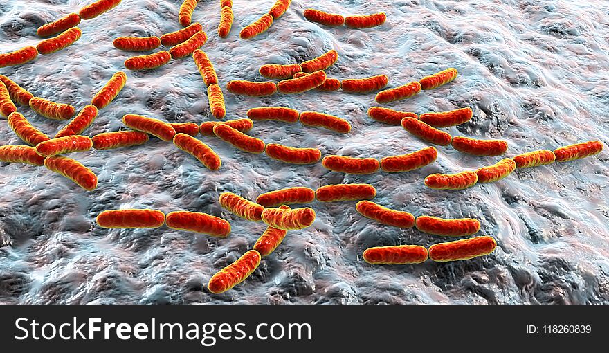 Bacteria Lactobacillus, 3D illustration. Normal flora of small intestine, lactic acid bacteria. Probiotic bacterium. Bacteria Lactobacillus, 3D illustration. Normal flora of small intestine, lactic acid bacteria. Probiotic bacterium