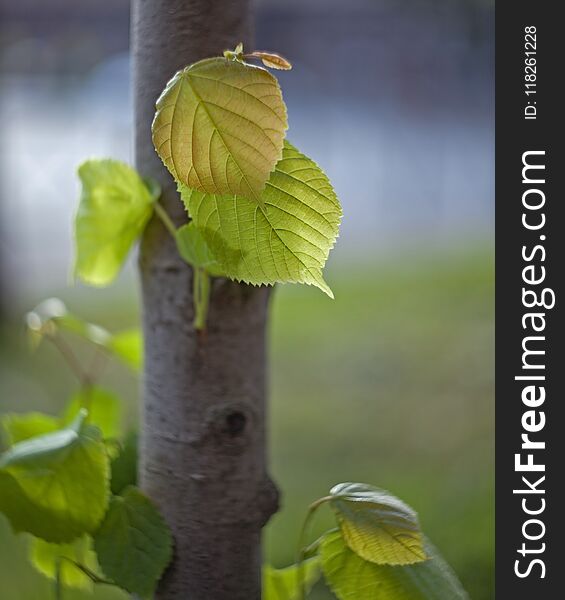 Young leaves on a tree trunk with a blurred background at the town