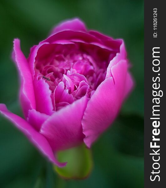 Peony flower with blurred background