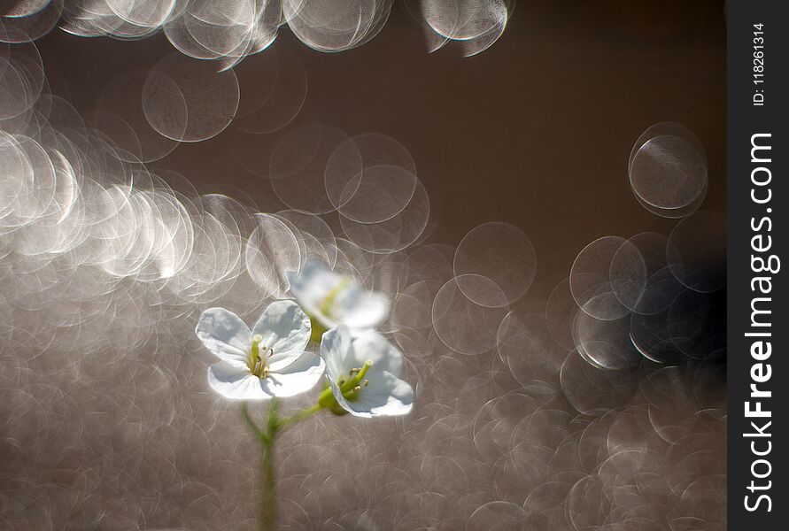 White flowers on a blurred background with fantastic beaming bokeh