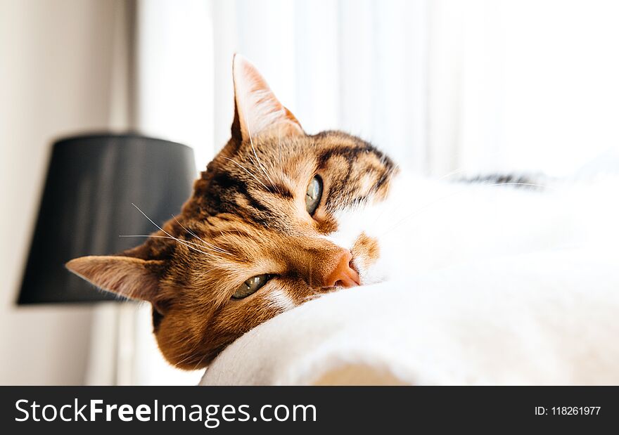 Extremely cute cat slightly open eyes sleep on the white wool blanket on a warm spring day calm and peacefulness concept slightly open eyes. Extremely cute cat slightly open eyes sleep on the white wool blanket on a warm spring day calm and peacefulness concept slightly open eyes