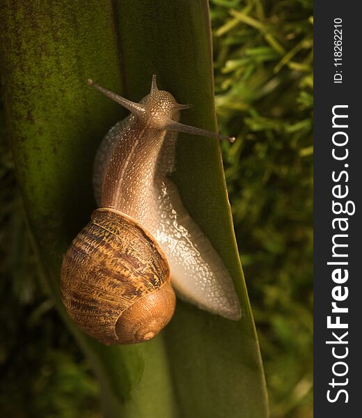 Large Snail Crawls Along The Green Leaf.