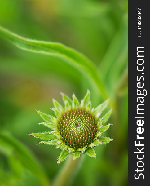 Vertical image of a young purple coneflower wildflower against a green grass out-of-focus background.