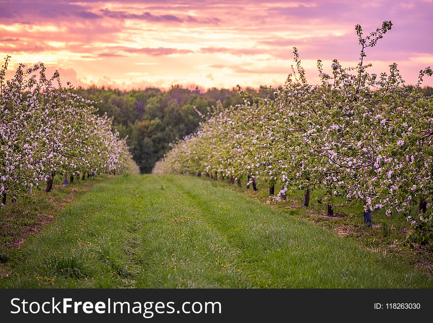 Spring Blooming Apple Orchard In Cloudy Weather