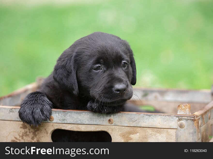 Small Labrador Puppy In Box