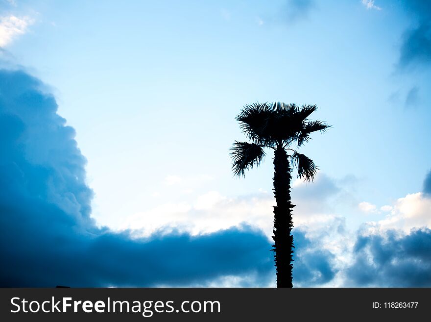 Palm trees against blue sky, Palm trees on tropical coast coconut tree, summer tree.