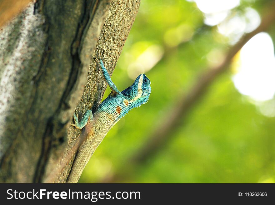 A blue lizard climbs up to a tree in high nature. A blue lizard climbs up to a tree in high nature.