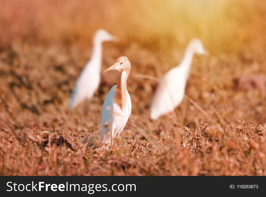 Bubulcus ibis, Cattle Egret in a dry rice field on a hot afternoon. Bubulcus ibis, Cattle Egret in a dry rice field on a hot afternoon.