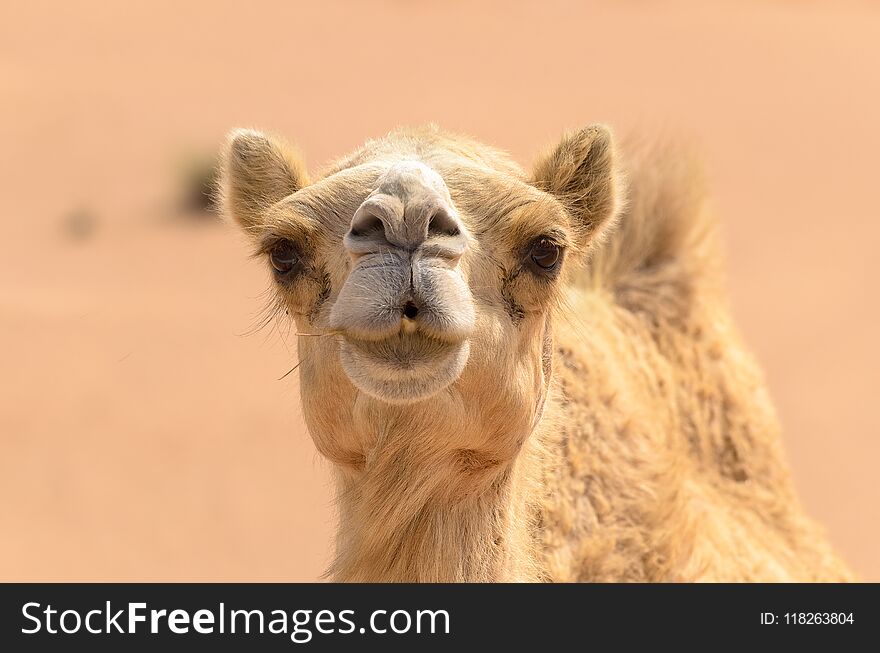 Close Up Of A Camel