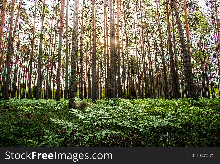 Beautiful forest landscape. Pine tree trunks and ferns. Beautiful forest landscape. Pine tree trunks and ferns