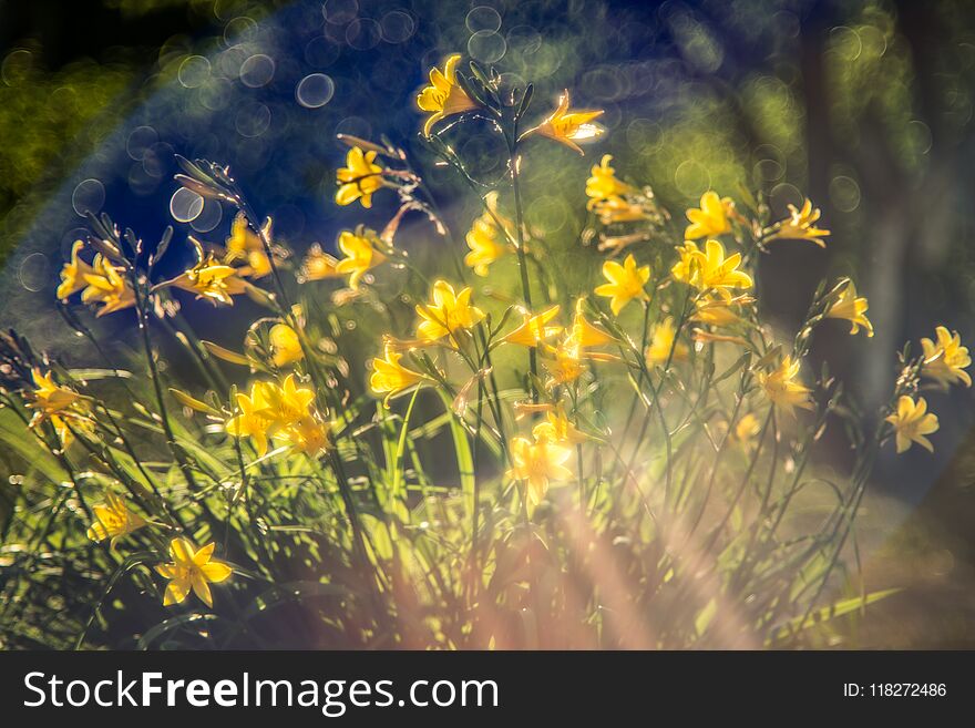 Beautiful yellow flowers in garden blooming. bokeh background