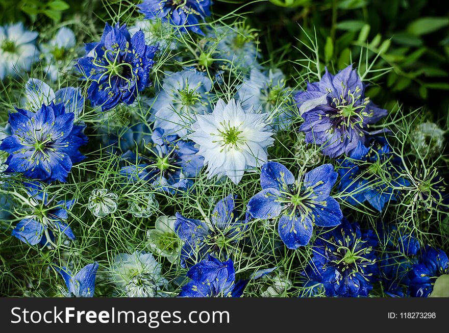 Group of beautiful blue cornflower flowers as floral background. Group of beautiful blue cornflower flowers as floral background