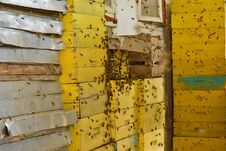 A New Swarm Of Bees Independently Moving The Hive Stock Photography