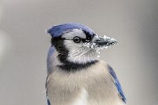 Blue Jay With Snow On His Beak Royalty Free Stock Images