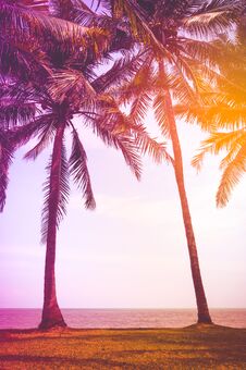 Lanscape Of Coconut Palms On The Troical Beach. Vintage Film Eff Royalty Free Stock Images