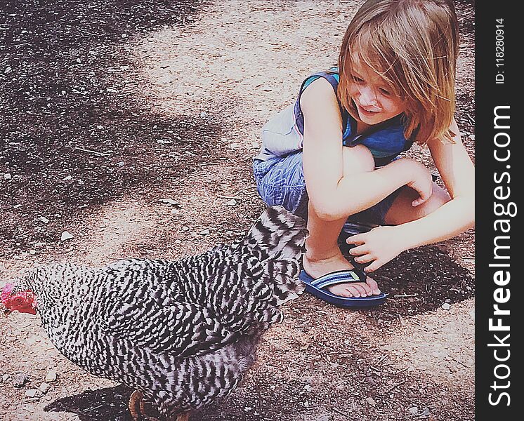 Little boy about to catch a black and white chicken, farm, petting zoo, chicken, long haired boy, animals, smiling, fun. Little boy about to catch a black and white chicken, farm, petting zoo, chicken, long haired boy, animals, smiling, fun