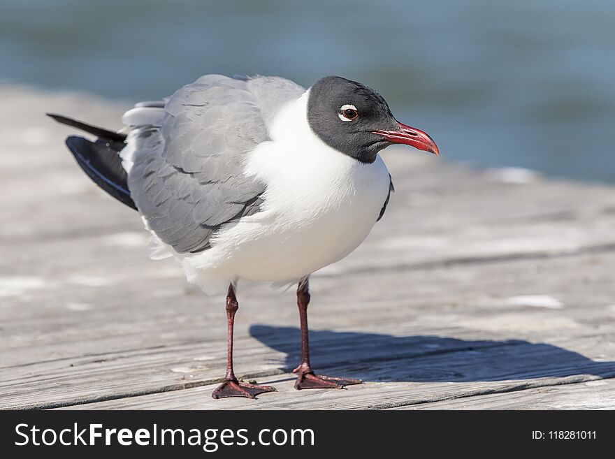 Black-headed gull in Hondo, Texas