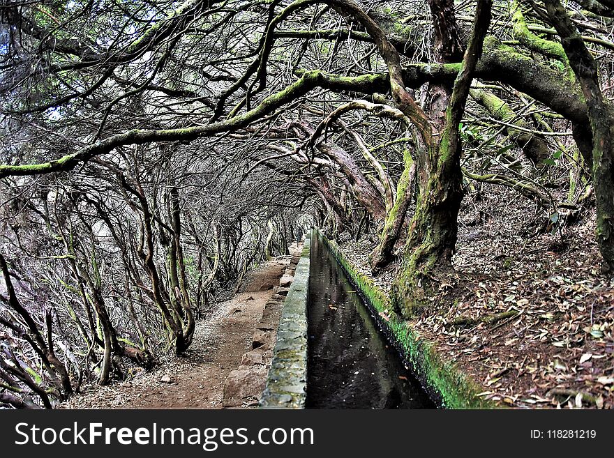 Circled trees at route leading to 25 fontes in Madeira, Portugal. Circled trees at route leading to 25 fontes in Madeira, Portugal