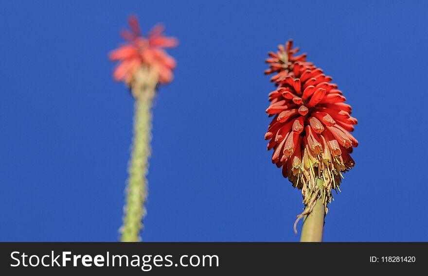 Straight red flowers with blue sky background - looking up perspective. Straight red flowers with blue sky background - looking up perspective