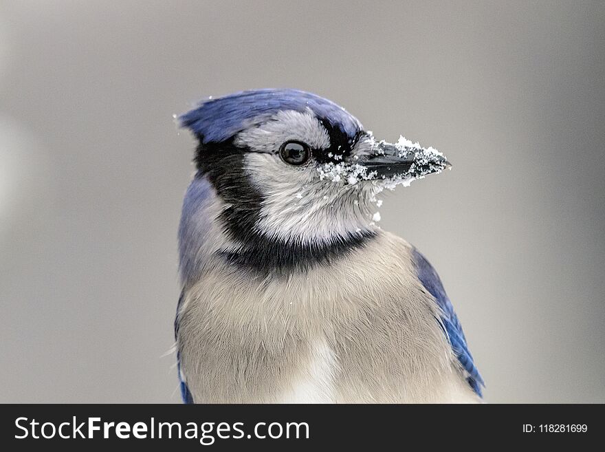 Blue Jay with snow on his beak