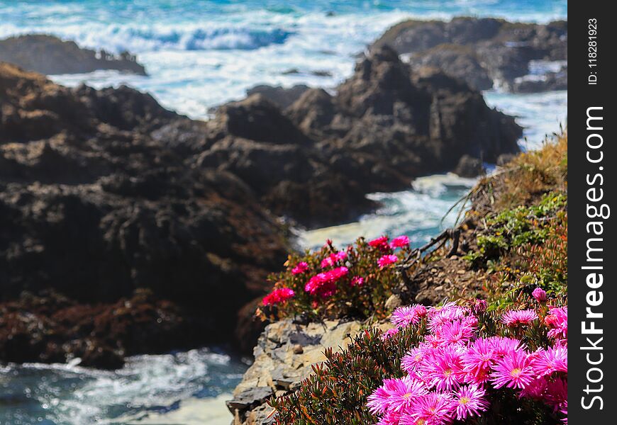 Purple flowers with green green grass and Pacific ocean background - waves, rocks. Purple flowers with green green grass and Pacific ocean background - waves, rocks