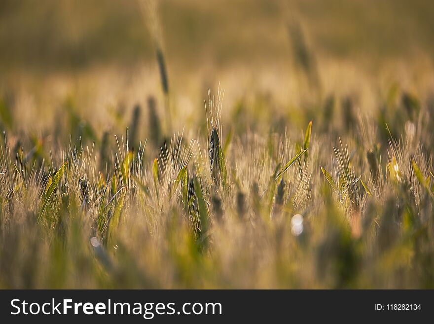 Wheat plants on an agricultural field. Wheat plants on an agricultural field