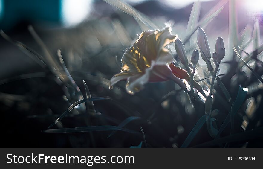 A yellow flower shining from direct sunlight in a floral field with bokeh lights in the background. A yellow flower shining from direct sunlight in a floral field with bokeh lights in the background