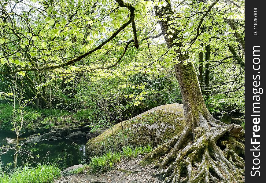 Fairy Forest landscape of Bretagne France. Fairy Forest landscape of Bretagne France