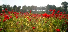 Field Of Flowering Red Poppies Royalty Free Stock Photo