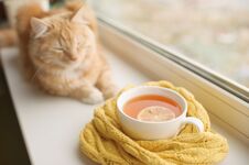 The Red Cat Smells A Hot Cup Of Tea In A Scarf On A Window Sill Royalty Free Stock Photo