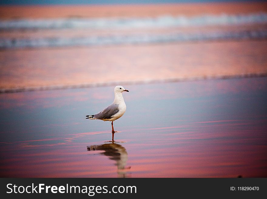 Selective Focus Photography of Ring-billed Gull on Shore