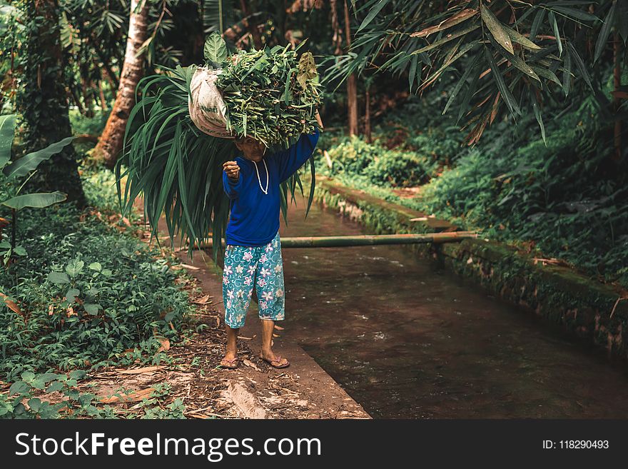 Man in Blue Long-sleeved Shirt and White and Green Floral Shorts Carrying Green Plants
