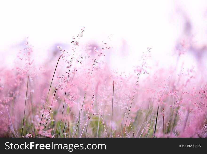 Pink Flowers Photography