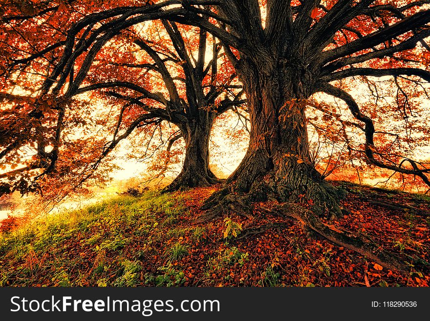 Two Trees during Autumn