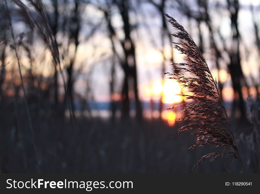 Selective Focus Photography Of Grass During Sunset