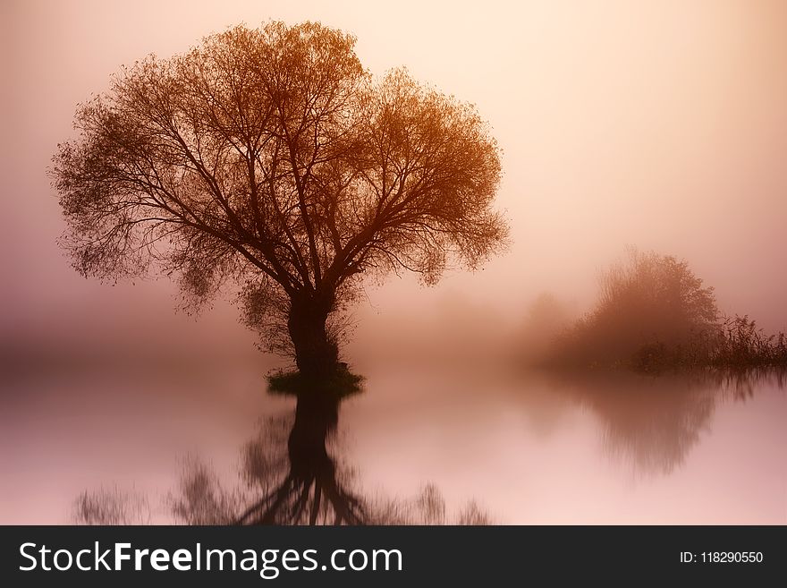 Silhouette Photo Of Tree